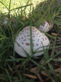 Chlorophyllum molybdites image