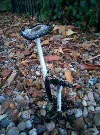 Coprinus comatus image