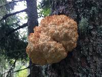 Hericium coralloides image