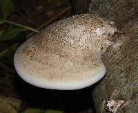 Fomitopsis betulina image