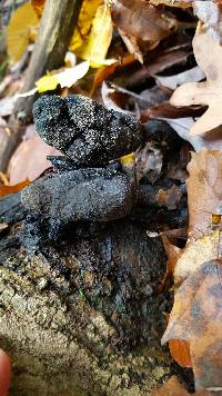 Xylaria polymorpha image