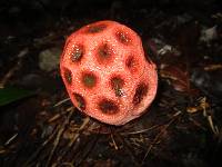 Clathrus ruber image