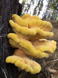 Laetiporus gilbertsonii image