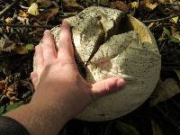 Calvatia gigantea image