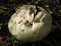 Calvatia gigantea image