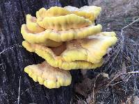 Laetiporus gilbertsonii image