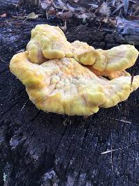 Laetiporus gilbertsonii image