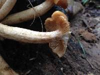 Armillaria tabescens image