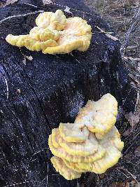 Laetiporus gilbertsonii image