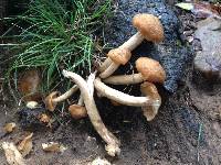 Armillaria tabescens image