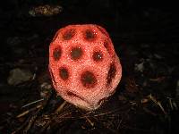 Clathrus ruber image