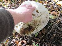 Calvatia gigantea image