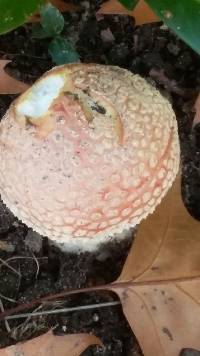 Amanita muscaria image