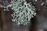 Evernia prunastri image