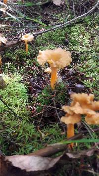 Craterellus tubaeformis image