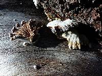 Schizophyllum commune image