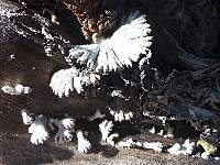 Schizophyllum commune image