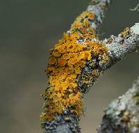 Xanthoria parietina var. parietina image