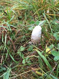 Coprinus comatus image