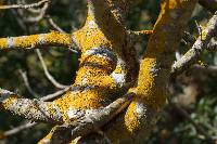 Xanthoria parietina var. parietina image