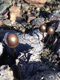 Panaeolus papilionaceus image