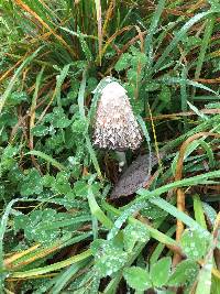 Coprinus comatus image