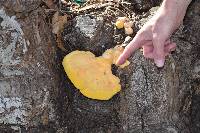 Laetiporus gilbertsonii image