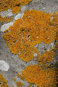 Xanthoria parietina var. parietina image