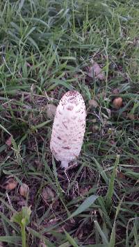 Coprinus comatus image