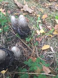 Coprinus comatus image