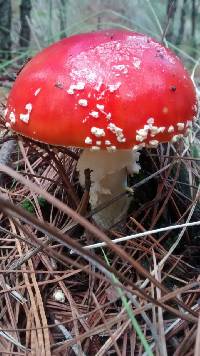 Amanita muscaria image