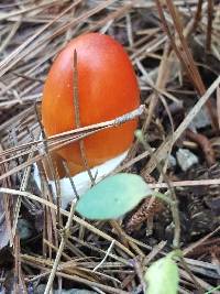 Amanita jacksonii image