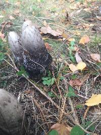 Coprinus comatus image