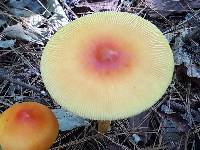 Amanita jacksonii image