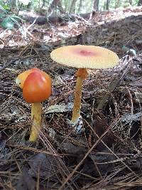 Amanita jacksonii image