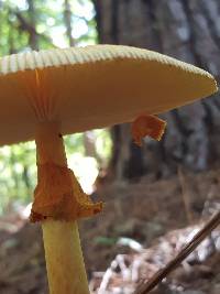 Amanita jacksonii image