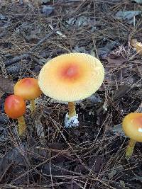 Amanita jacksonii image