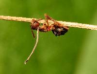 Ophiocordyceps unilateralis image