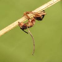 Ophiocordyceps unilateralis image