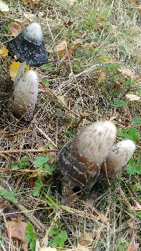 Coprinus comatus image