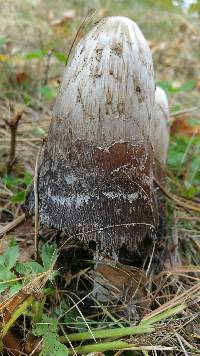 Coprinus comatus image