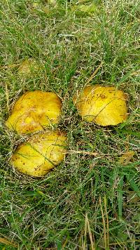 Suillus americanus image