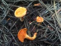 Hygrophoropsis aurantiaca image