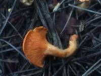 Hygrophoropsis aurantiaca image