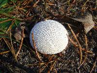 Lycoperdon perlatum image