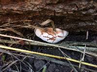 Ganoderma applanatum image