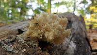 Hericium americanum image