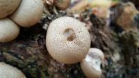 Lycoperdon pyriforme image