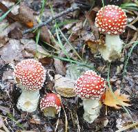 Amanita muscaria image