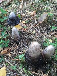 Coprinus comatus image